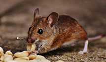 24 Hour & Emergency Exterminators in Gravelton, MO